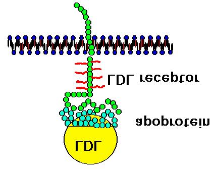 The LDL receptor contains a carbohydrate rich domain that may orient the receptor above the cell glycocalyx, increasing the chance of binding the LDL particle. N-linked sugars in glycoproteins.