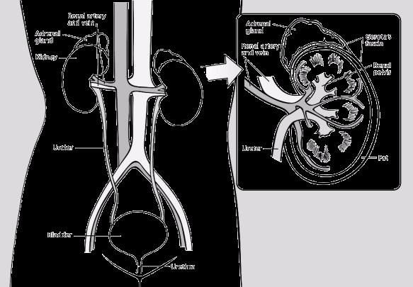 One kidney is just to the left and the other just to the right of the backbone. Small glands called adrenal glands sit above each of the kidneys.