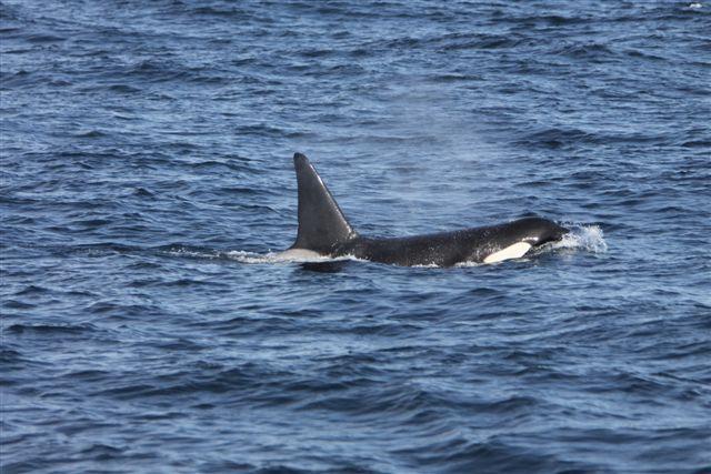 Images of killer whales taken in the southwest survey block and submitted to the North Atlantic Killer Whale ID Project.