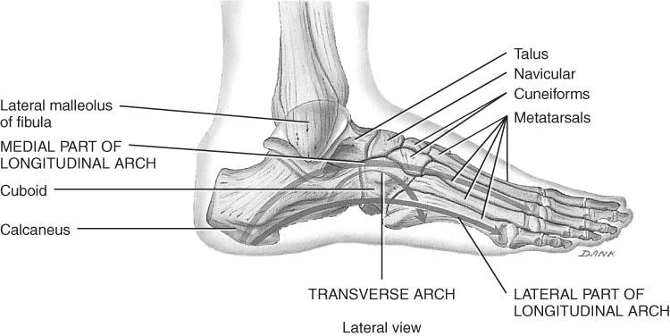 Tarsus Metatarsus and Phalanges Proximal region of foot (contains 7 tarsal bones) Talus = ankle bone (articulates with tibia & fibula) Calcaneus - heel bone Cuboid, navicular & 3 cuneiforms