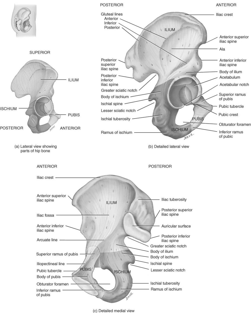Pelvis Pelvis = sacrum, coccyx & 2 hip bones
