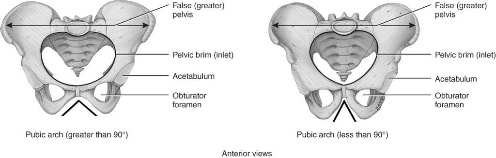 pelvis wider & shallower larger pelvic inlet &