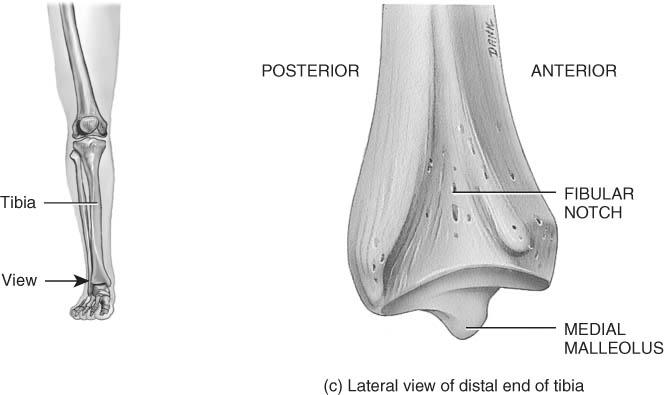 Tarsals, Metatarsals, and Phalanges Seven tarsal bones constitute the ankle and share the weight associated with walking Five metatarsal bones are contained in the foot Fractures of the