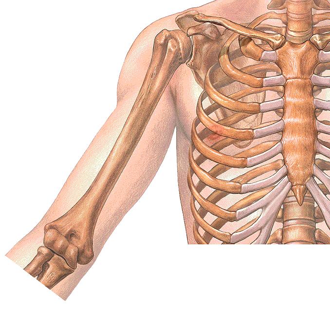 Human Skeleton: Rib cage Scapula clavicle manubrium and