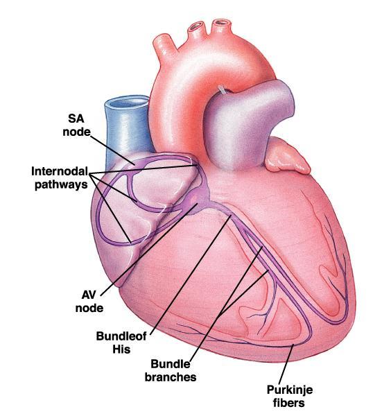 The normal electrical sequence begins in the right atrium and spreads throughout the atria to the atrioventricular (AV) node.