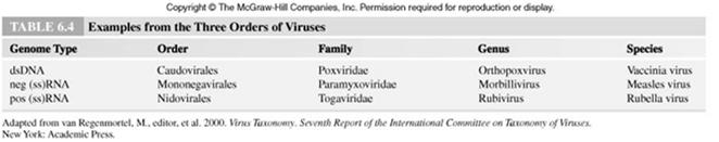 Three orders of viruses