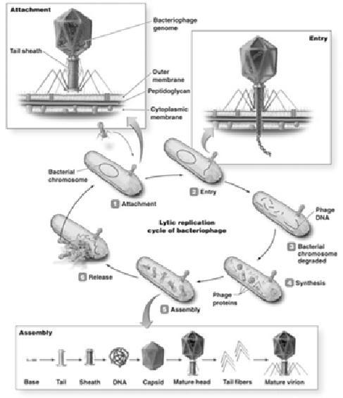 before they lyse Temperate phages Prophages inactive phages Lysogenic