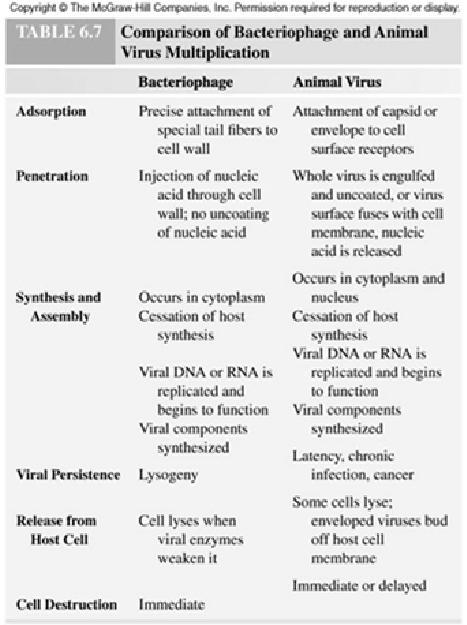 55 Comparison: bacteriophage and animal virus multiplication 56 Cultivation and Replication