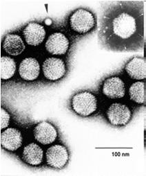 Satellite viruses Dependent on other viruses for replication Ex.