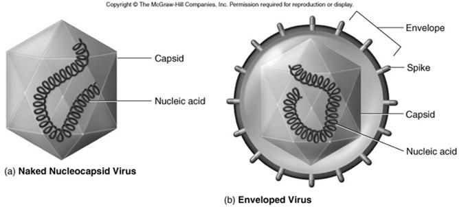 The two major structure types for viruses: naked nucleocapsid virus enveloped virus Generalized viral structures 10 Capsid Protective outer shell that surrounds viral nucleic acid Capsid spikes
