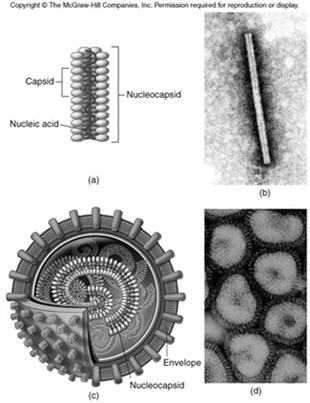 human virus. Typical variation of viruses with helical Nucleocapsids.
