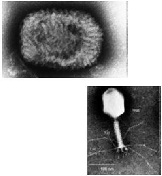 cell Stimulate the host s immune system 19 An Enveloped Virus 20