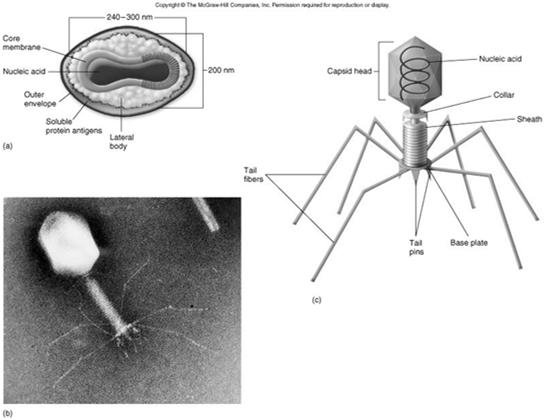 Pox virus and T4 bacteriophage