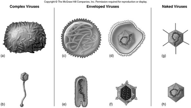 viruses 22 Morphology: (helical,
