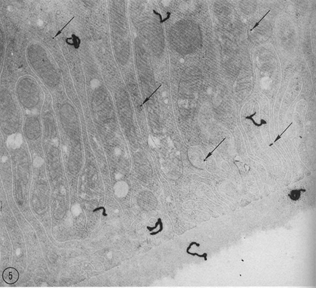 152 TisherJKokko V Cl Fig. 5. Electron microscopic autoradiograph of a PCT fixed while bathed in an iso-oncotic bath which contained 1251-labeled albumin.