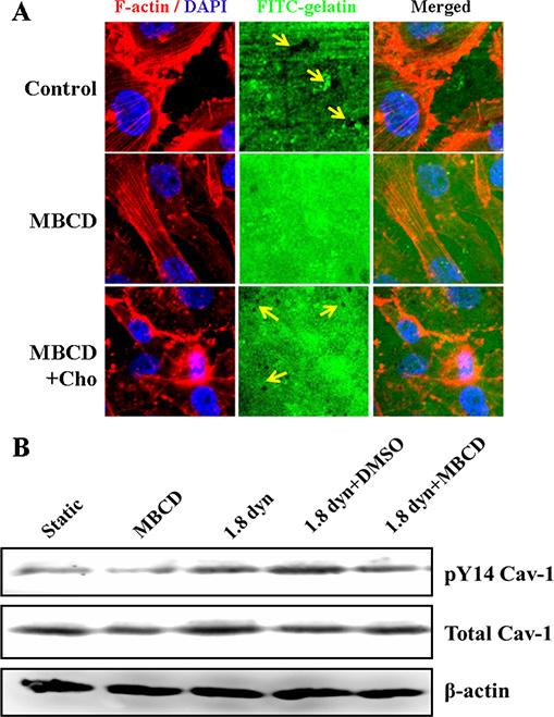 PI3K/Akt signaling and LSS-induced Cav-1/MT1-MMP association in cell membranes.