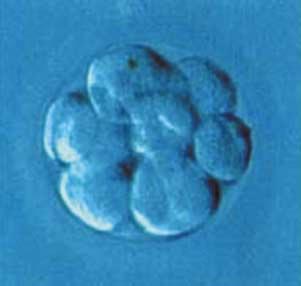 h At about six days of development, the blastocyst hatches from the zona pellucida to begin implantation.