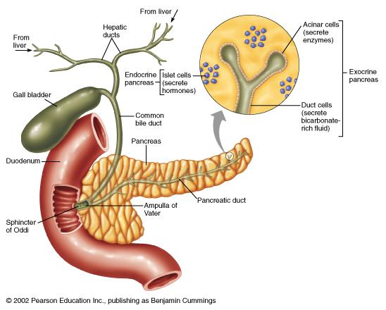 Pancreas Structure of the