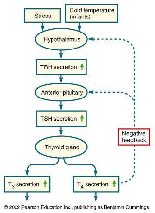 Thyroxine Hormones