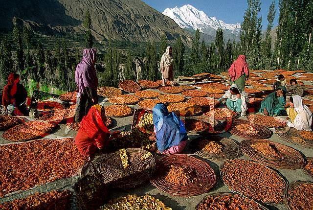 Hunzas (Pakistanis) on aprikoos ja selle seemned kõige väärtuslikumad