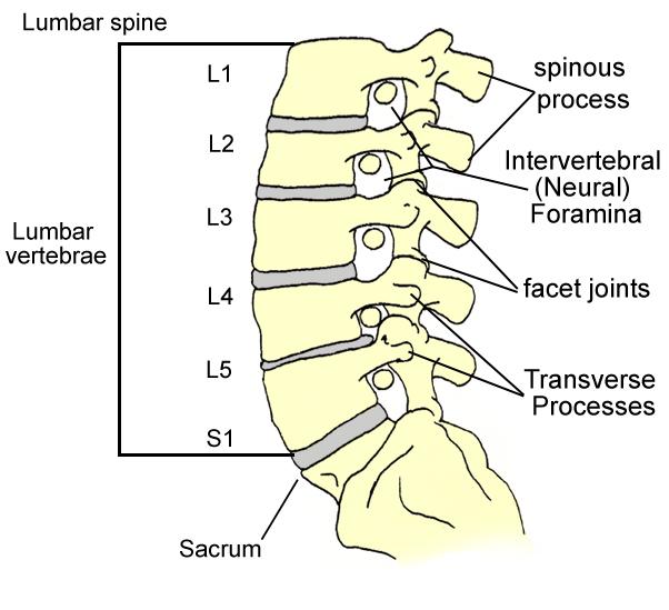 Anatomical Description of the Lumbar Spine The human spine is made up of 33 vertebrae including 7 cervical, 12 thoracic, 5 lumbar and 3-5 sacral and 4 coccygeal as well as of bony elements, flexible