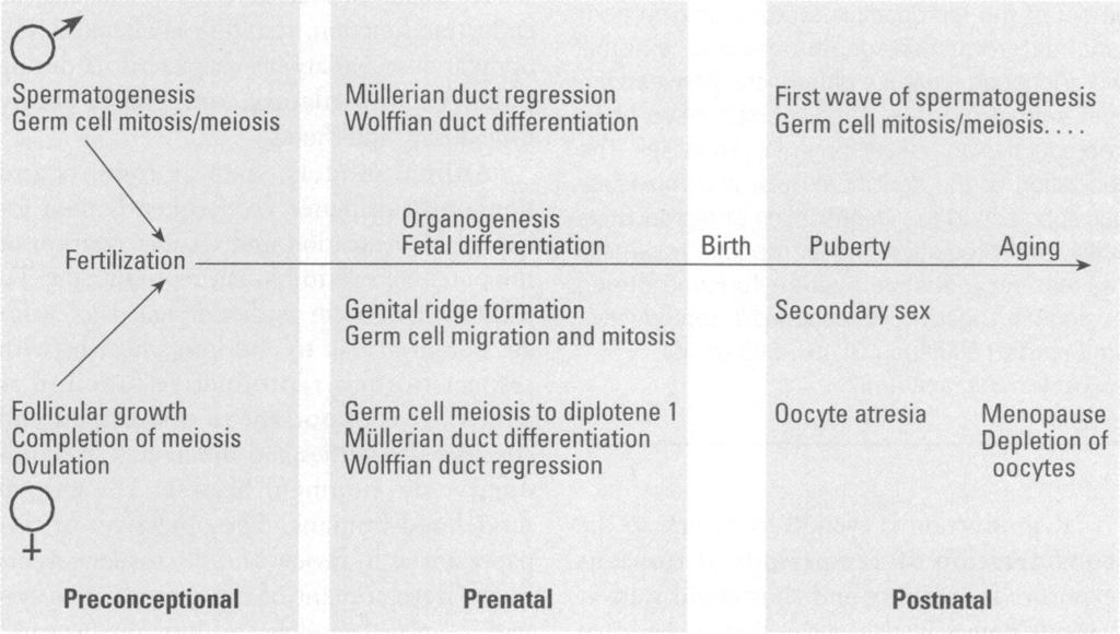 PRYOR ET AL. proliferation of germ cells during spermatogenesis, the germ cells make up the majority of cells in the testis (1).