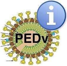 PED - PORCINE EPIDEMIC DIARRE All age groups Diarre,