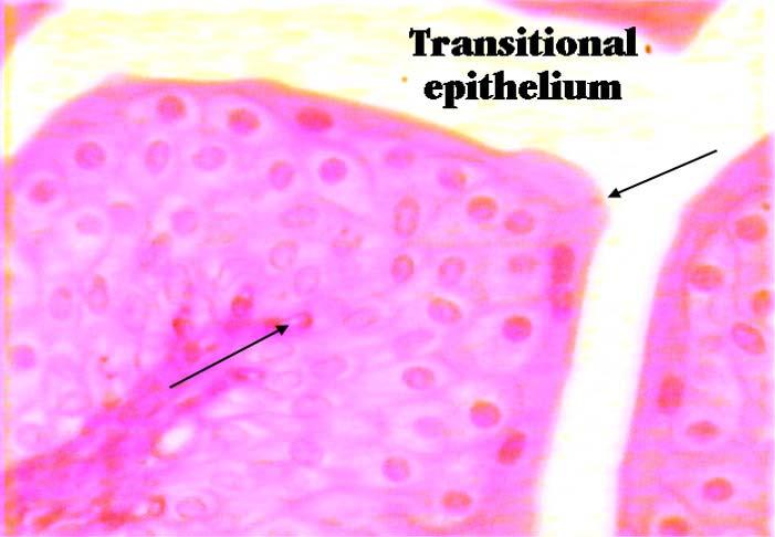 Simple columnar epithelium is composed of a single layer of tall rectangular cells.