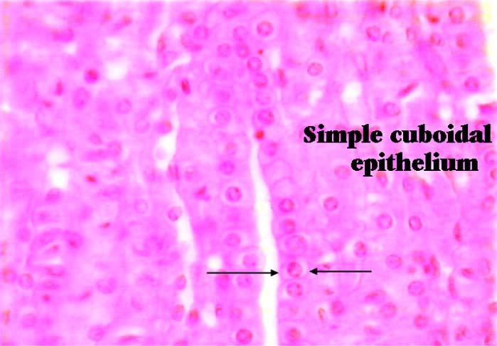 Stratified epithelia are very thick, and may have many layers.