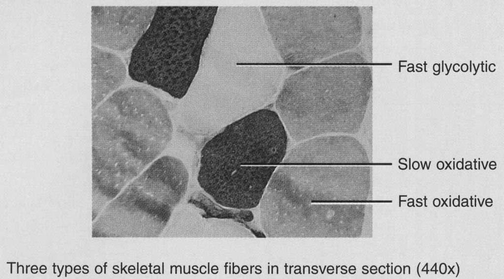 muscle lengthens while maintaining force and movement red in color (lots of mitochondria, myoglobin & blood vessels) split ATP at very fast rate; used for walking and sprinting Fast glycolytic