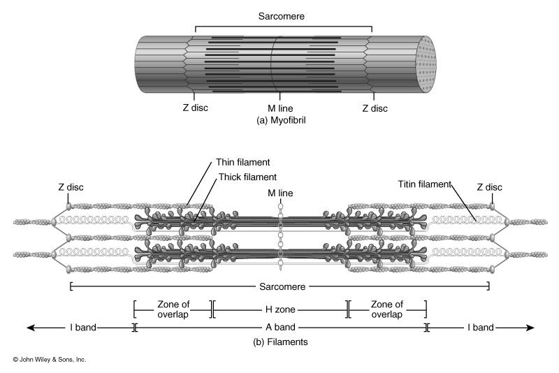 The Proteins of Muscle -- Actin Thin filaments are made of actin, troponin, & tropomyosin The myosin-binding site on each actin molecule is covered by tropomyosin in relaxed muscle Sliding Filament