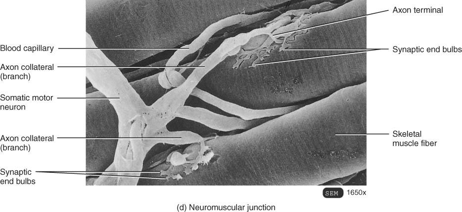 Neuromuscular Junction (NMJ) or Synapse Structures of NMJ Region Synaptic end bulbs are swellings of axon terminals End bulbs contain synaptic vesicles filled with acetylcholine (ACh) Motor end plate