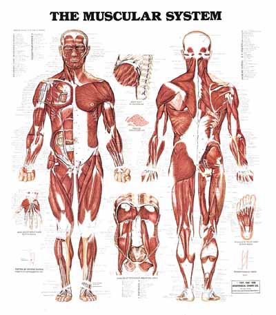 Types of muscle Skeletal muscle-moves the skeleton by
