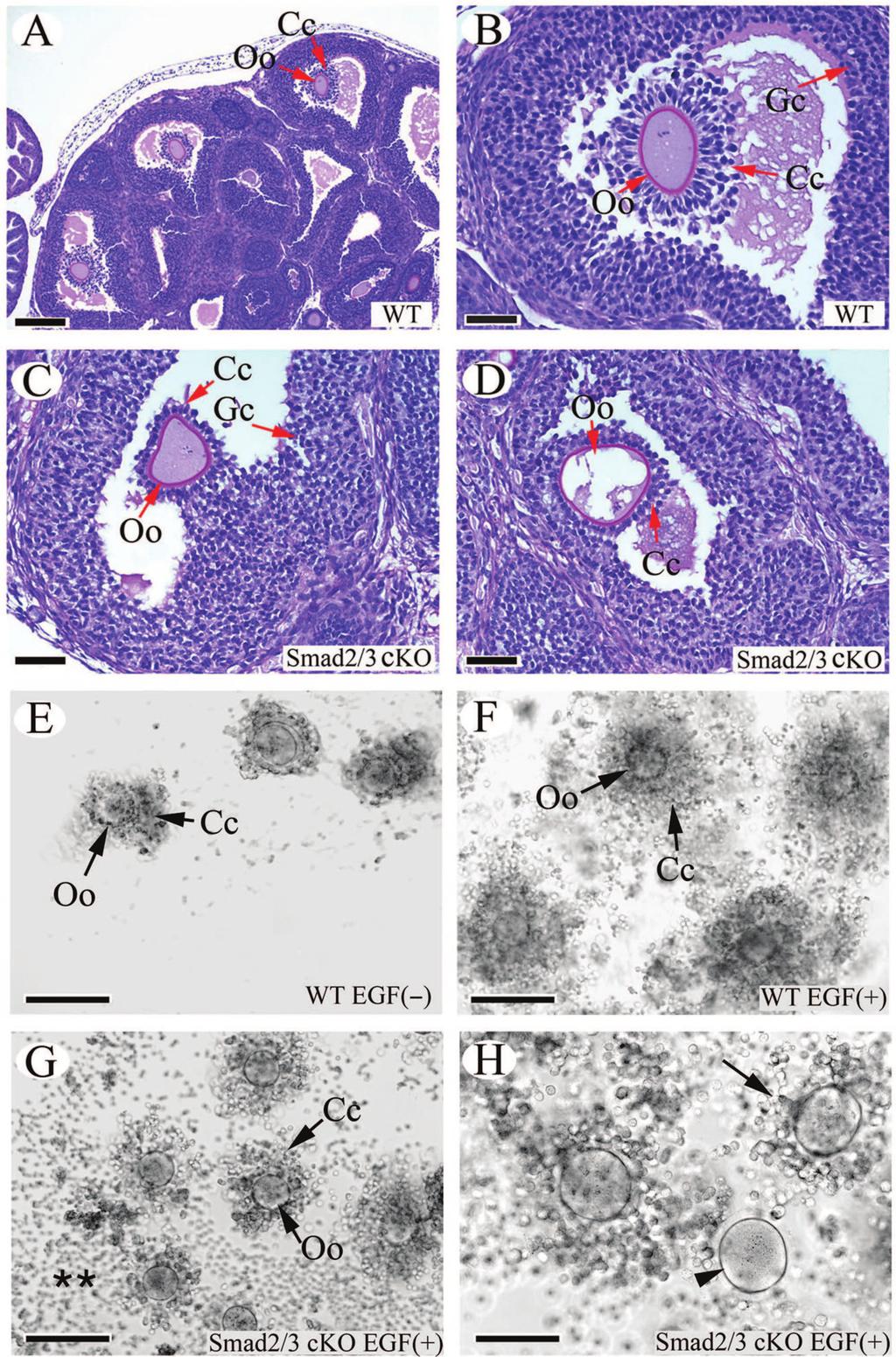 VOL. 28, 2008 REDUNDANCY OF SMAD2 AND SMAD3 IN THE OVARY 7007 FIG. 5.