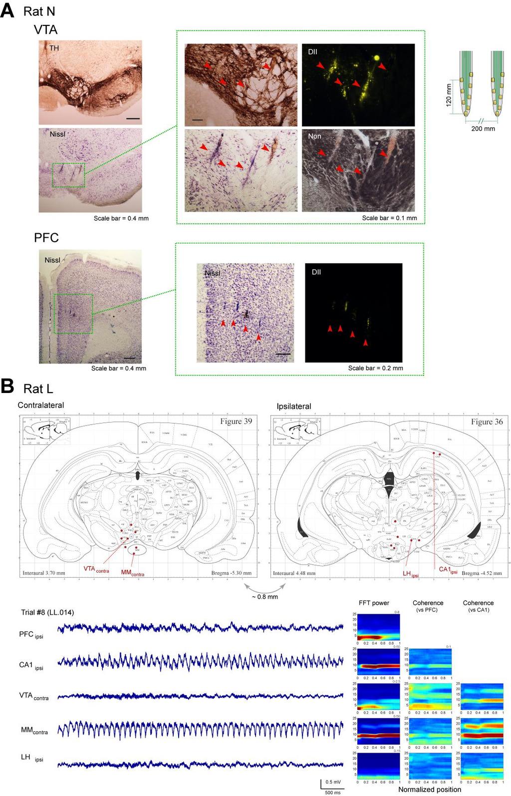 Neuron, Volume 72 Supplemental Information A 4 Hz Oscillation Adaptively Synchronizes Prefrontal, VTA, and Hippocampal Activities Shigeyoshi Fujisawa and György Buzsáki SUPPEMENTAL FIGURES Figure S1.