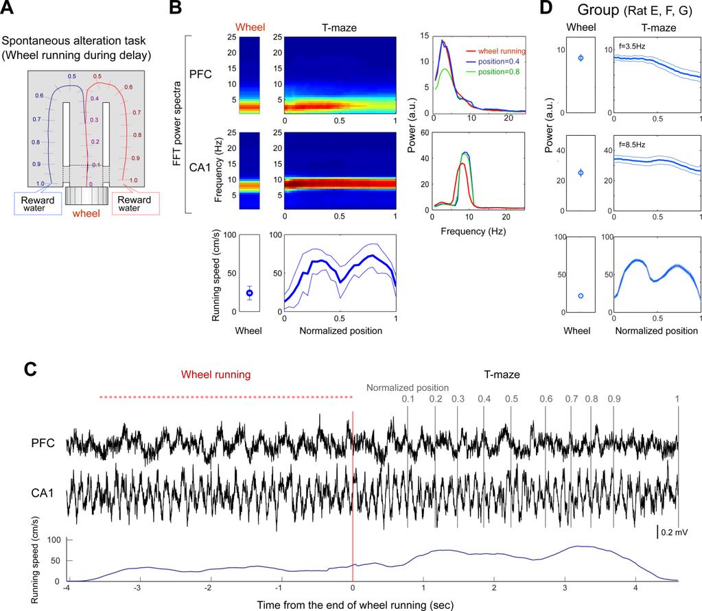 Figure S3. Enhanced and sustained power of 4-Hz rhythm in PFC was also observed during a spontaneous alteration task with delay.