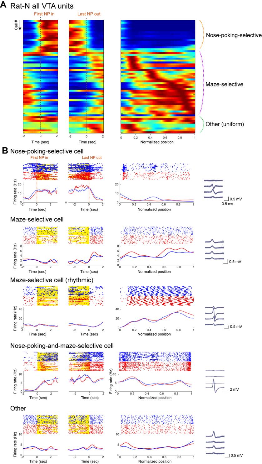 Figure S5. Behavior-related firing patterns of VTA neurons in the working memory task. Using the simplest categorization, we identified three behavioral correlates of firing patterns in VTA neurons.