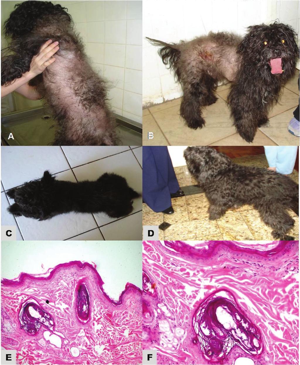 Gomes et al; Manifestations of cyclical flank alopecia in a dog from Southern Brazil. Braz J Vet Pathol; 2008, 1(2): 59-63 61 Figure 1. Cyclical flank alopecia, 12-yr-old Poodle.
