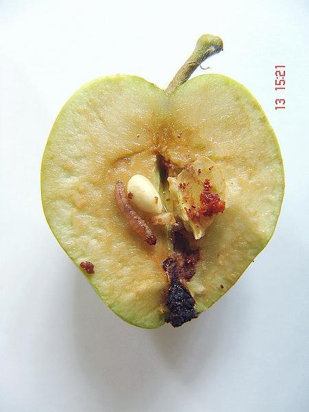 Fig. 7 Young apple fruit attacked by