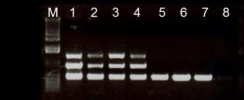 Cmm detection via multiplex PCR Bacteria # strains Sab cela 16S Cmm 82 + + +