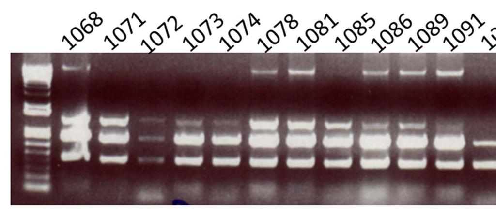 Multiplex PCR assay detects