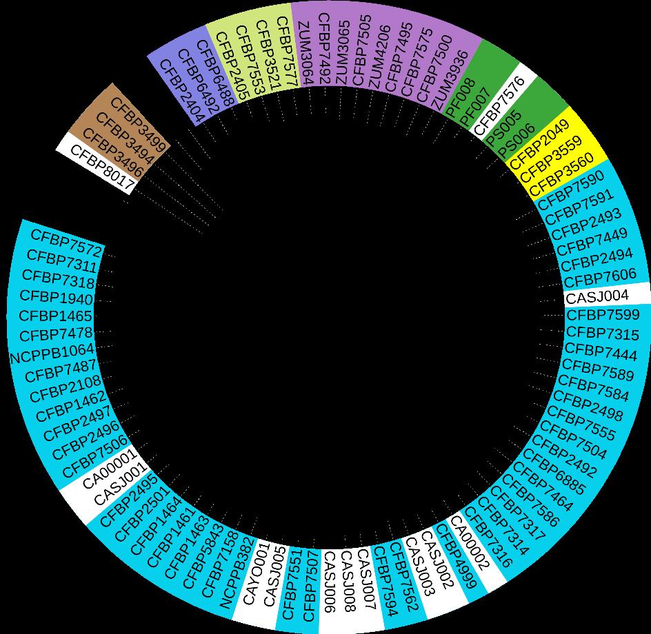 Phylogeny P P P Non-pathogenic strains isolated from tomato cluster with subsp.