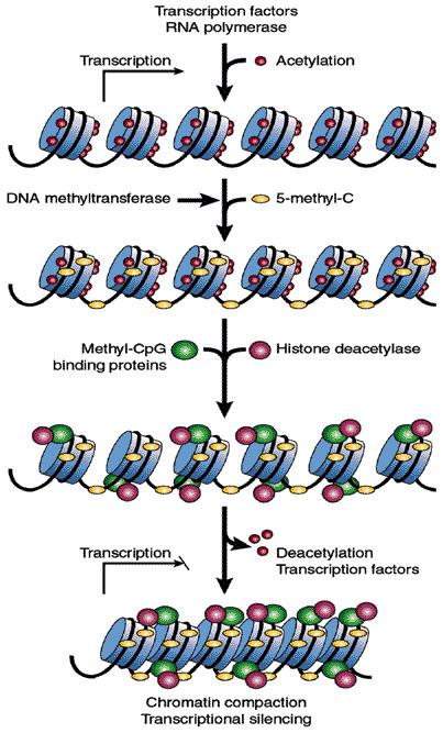 Transcriptionally active chromatin regions tend to be hyperacetylated and hypomethylated.
