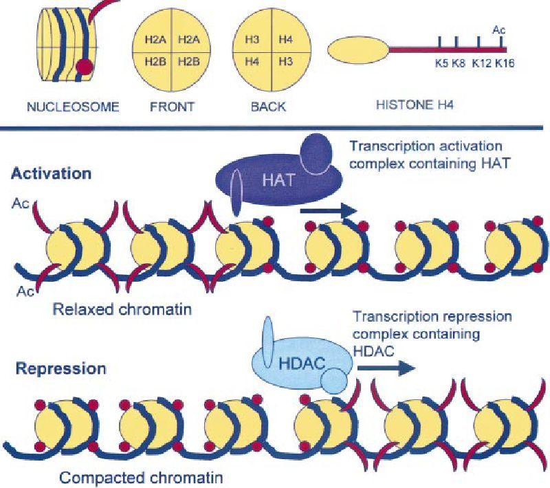 Histone acetylation the addition of acetyl moieties onto each of the histones of the nucleosome and is regulated by the activity of histone acetyltransferases (HAT) and histone deacetylases (HDAC).