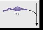 Edition) Histone H1 Clamps
