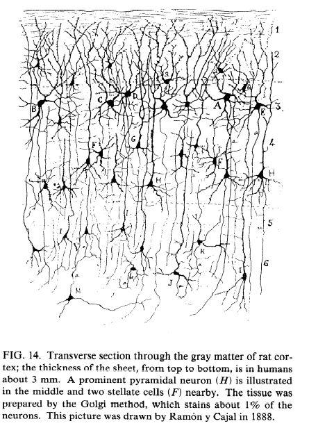 Pyramidal cells Cummulative summation of one million of synaptic junctions in a small region is required As apical dendrites of pyramidal neurons of the cortex tend to be perpendicular to the