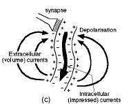 Primary and secondary currents PSP induced intracellular currents (primary currents) and extracellular currents (secondary currents) Secondary