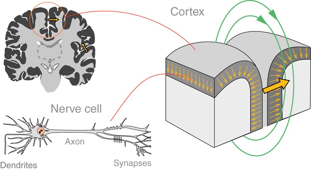 Cortical structure Cortical structure determines what is measurable and what not E.g.