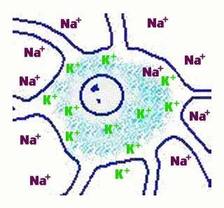 selected ions Na+-K+ pump (3 Na+
