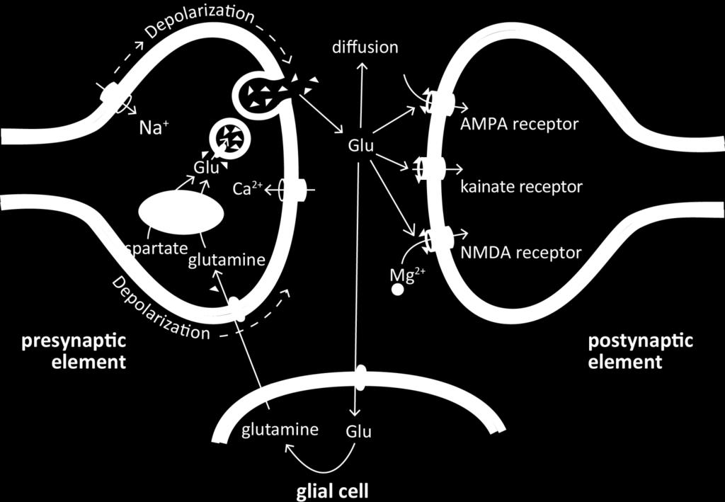 Overview of glutamatergic transmission 32 Presynaptic membrane : - Ca 2+ channels - anchoring proteins - synaptic vesicle release sites -